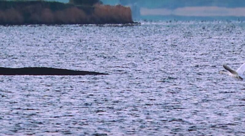 Tragödie in der Wismarbucht: Das unaufhaltsame Sterben des Buckelwals "Timmy" und die Ohnmacht der Retter